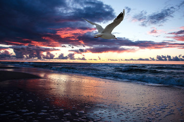 Fototapeta na wymiar Sea sunset and seagull