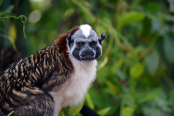 Obraz premium Geoffroy's Tamarin Straight Look/Blue Faced Tamarin monkey staring straight forward
