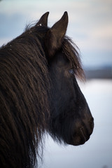 Portrait Friesian horse