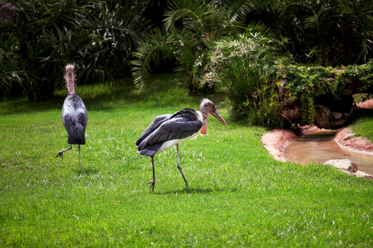 Two Marabou storks standing on the grass