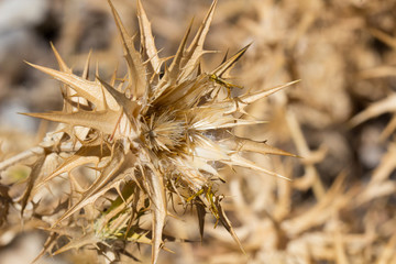 Obraz premium Dry plant full of thorns and spikes with sharp flower
