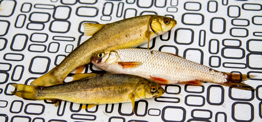 fish caught in the mountain river