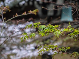 Kyoto - Nanzen-Ji