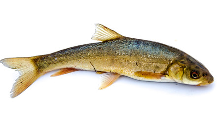 fish caught in the mountain river