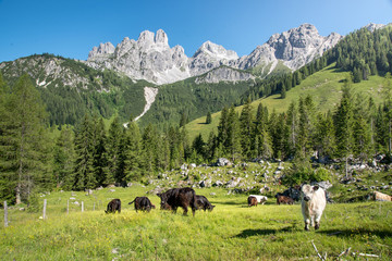 Cows in front of idyllic mountain landscape, Austria