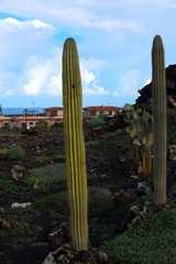 Fuerteventura-8889