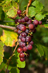Grapes hanging from lush green vine with blurred vineyard background