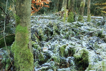 Winterliches Unterholz