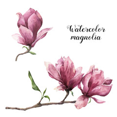 Fototapeta premium Watercolor magnolia. Hand painted floral botanical illustration isolated on white background. Pink flower for design, print or fabric.