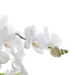 Plakat Weiße Orchidee isoliert