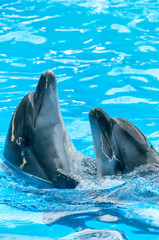 Pair of dolphins dancing in light-blue water