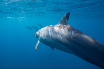 Fototapeta premium Delfini