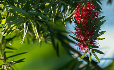 MACRO of Raindrops on Bold blooming Red Bottlebrush branch, fram