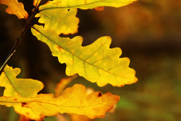 Background of autumn leaves-2