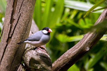 Java sparrow