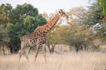 Naklejka na ściany i meble Giraffe in the bushveld of Africa