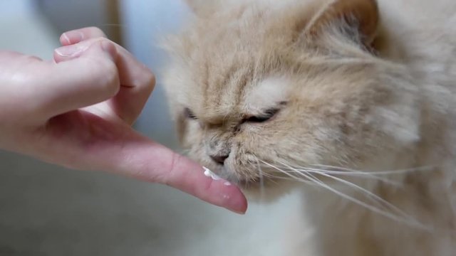 People feeding hairball paste for cat on finger 