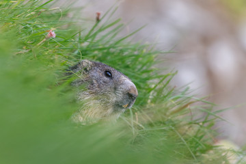Alpine marmot (Marmota marmota) in the French Alps