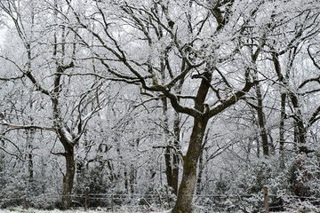 Fototapeta na wymiar Snowy trees with fence and snow