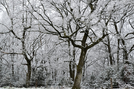 Fototapeta Snowy trees with fence and snow