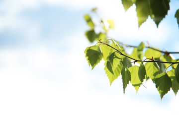 Birch branch in the sky-4