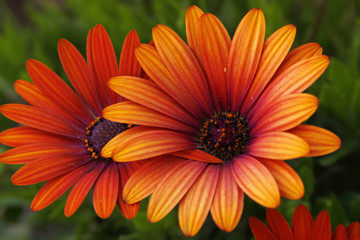 African Daisy Duo 