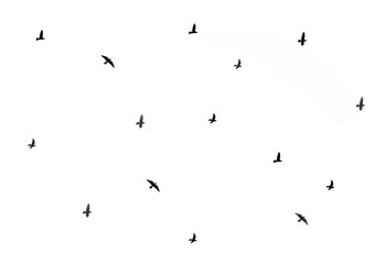 
bird silhouettes on a white background