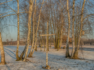 Birch tree Cross  in the light of morning sun