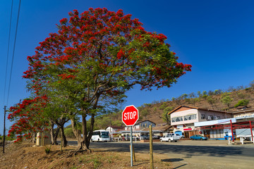 South Africa, Swaziland - interior. Red flowers of Acacia Tree and a stop sign - obrazy, fototapety, plakaty
