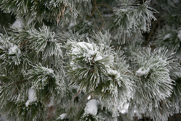 Pine branches on a cold day