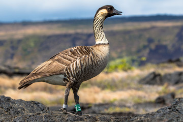 Anatra