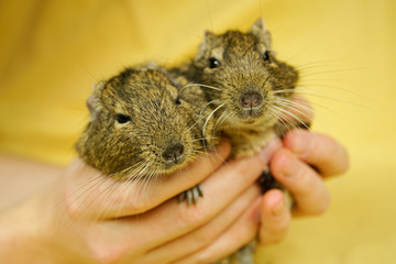 koszatniczka w dłoni