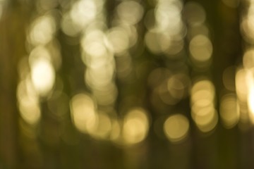 Obraz premium Winter forest bokeh background