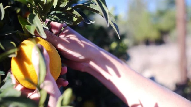 close-up of female hand picking an fresh orange from an orange tree