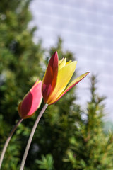 Tulpen