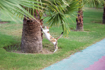 A cat playing near the palm tree