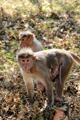 Two monkeys with a small baby monkey