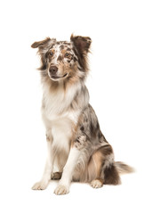 Cute sitting smiling australian shepherd seen from the side isolated on a white background