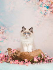 Fototapety na wymiar - Fototapeta24.pl