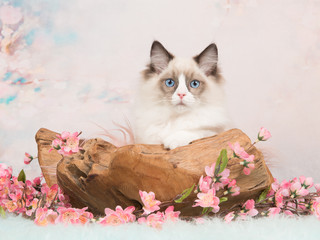 Pretty ragdoll baby cat lying in a wooden scale facing the camera with blue eyes on a romantic background with flowers and soft pastel colors