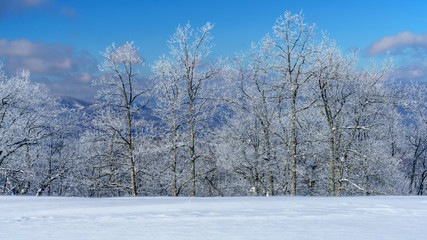 Naklejka premium Trees in Winter Bearwallow Mountain Blue Ridge Mountain Range Appalachian Mountains, North Carolina 