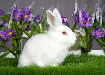 Small albino white bunny with pink eyes sitting in green grass in front of a white picket fence with purple flowers by a gray wall