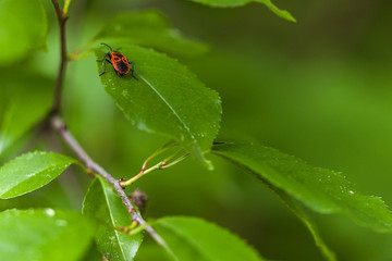 Feuerkäfer auf der Flucht