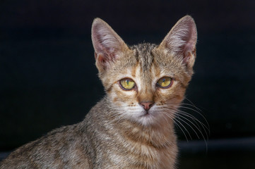 Retrato de cachorro de gato callejero