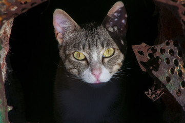 Ojos de gato callejero