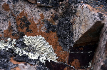 The close up moss on the rock surface. Abstract natural background texture of stone with green moss. Fungus texture on the rock. Old stone surface with lichen. Green moss on the stone background.