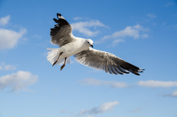 Seagull landing