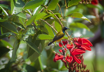 Olive Backed Sunbird. Originally from mangrove habitat, the olive-backed sunbird has adapted well to humans, and is now common even in densely populated areas, forming their nests in human dwellings.