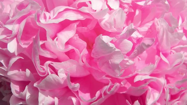 Closeup of peony with moving petals. Timelapse of pink flower, loopable slow motion HD footage.