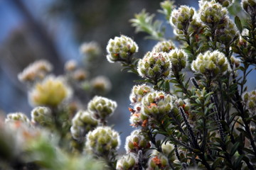 Stinky yellow flowers growing. Aotus ericoides, aka Common Aotus, from the Fabaceae family of shrubs. Simple natural background with a detail of flowers.